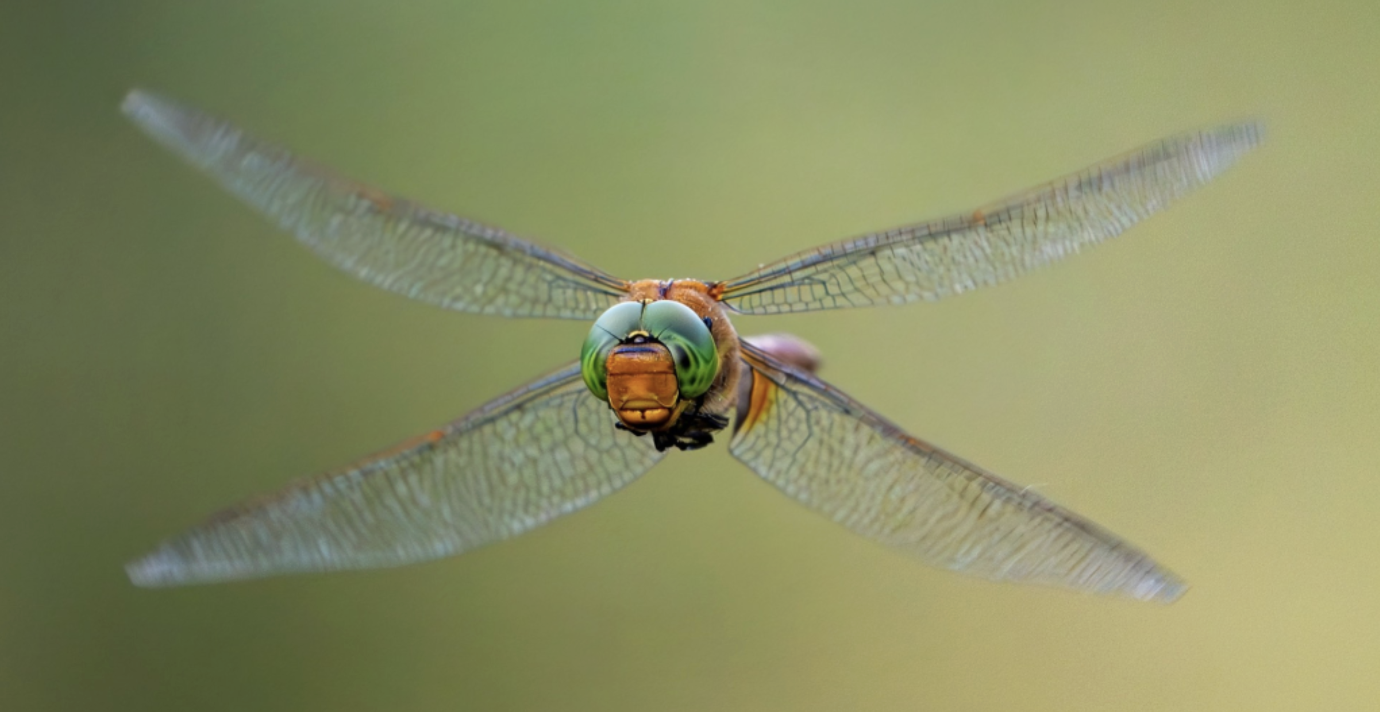 Dragonflies: The Most Successful Predators